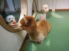 -藦茜花园宠物主题亲子互动体验馆(国顺东路店)