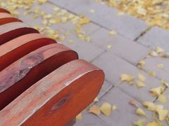 -三里屯东五街银杏大道