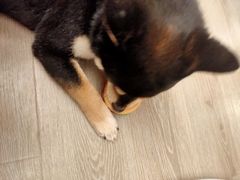 -浣熊柯尔鸭土拨鼠·电玩咖