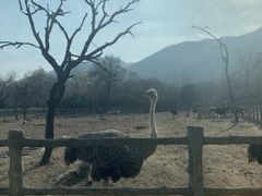 -西安秦岭野生动物园