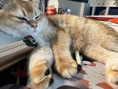 -翊宠yipet猫狗购宠庄园犬舍•猫舍