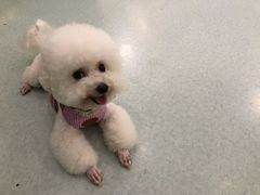 -汪喵宠物医院·骨科心脏影像·犬猫急重症ICU诊疗中心(成华分院)