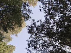 -旅顺留声机博物馆