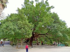 -小洲村