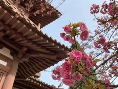 -西安青龙寺遗址景区