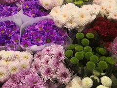 -朝来春花卉市场