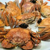 正宗的阳澄湖大闸蟹