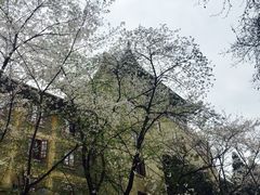 -武汉大学-樱园