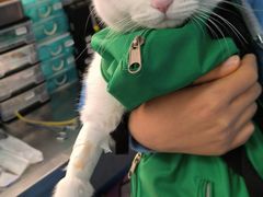 -顺强宠物诊所·狂犬免疫·夜诊·骨科(嘉定店)