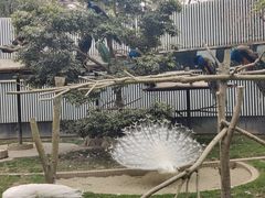 -成都动物园