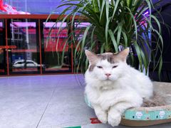 -青石桥花鸟鱼虫市场(叠翠城店)