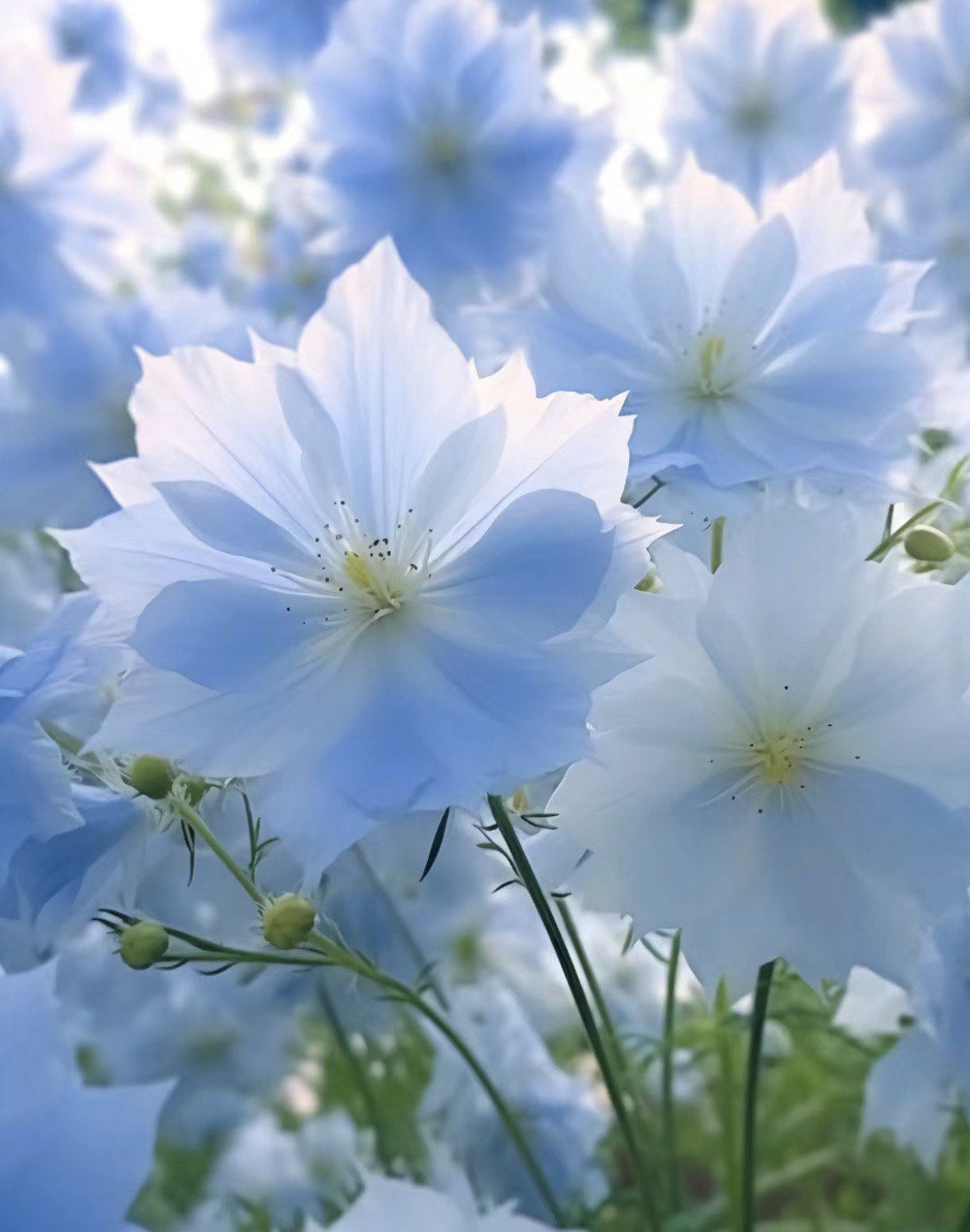 春意盎然的花语|黑种草