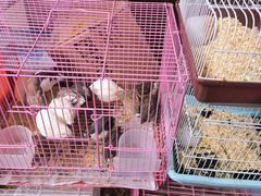 -曲阳花鸟市场(曲阳路店)