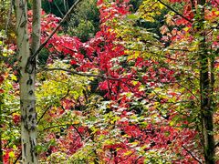-九鼎铁刹山风景区