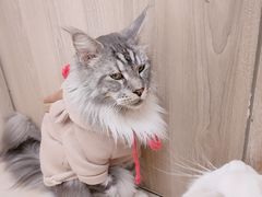 -瞄一喵猫咖(格力海岸店)