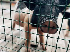 -北京鹿世界主题园