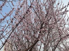 -桃花堤公园
