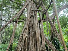 -中国科学院西双版纳热带植物园