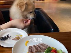 -百好乐宠物友好餐厅(朝外大街店)