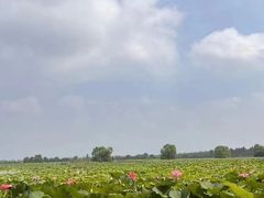 -洪湖生态旅游区