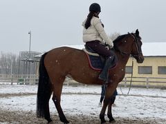 -北京群众马术培训基地