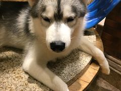 -more than meow吴止猫主题餐厅(承德 中船汇店)