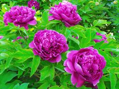 -莲花池公园