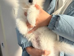 -翊宠yipet猫狗购宠庄园犬舍•猫舍