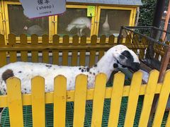 -上海崇明金茂凯悦酒店