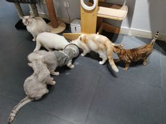 -Heymao猫咖.咖啡厅(东门店)
