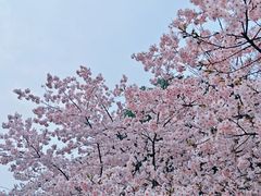 -顾村公园