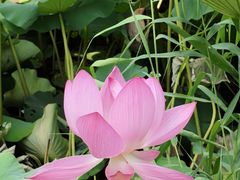-莲池书院博物馆