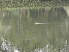 -泰州凤城河风景区-泰山公园