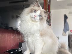 -东方名猫馆·英短金渐层布偶猫舍(环线广场1号楼店)