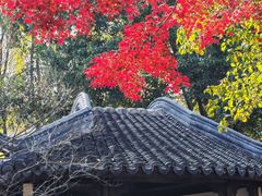 -秋霞圃