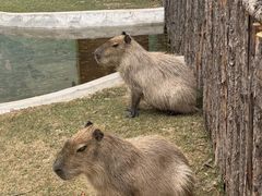 -鄂尔多斯野生动物园
