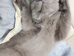 -lincat·猫舍(广州店)