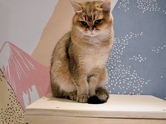 -滚猫咖啡·猫咖·猫友好撸猫(未来城店)