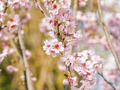 -田野绿世界