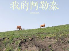 -丰宁坝上草原