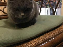 -猫色咖啡·猫咖