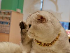 -绒爪撸猫下午茶·猫咖