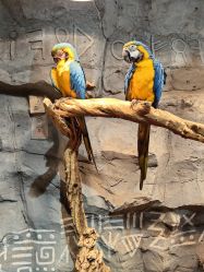 -Zoolung Zoolung动物主题公园(海信广场店)