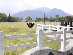 -瑞穗牧场