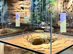 -帕帕拉兹宠物(亚洲旗舰店)