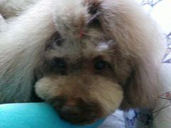 -乐宠宠物店(世纪金源店)