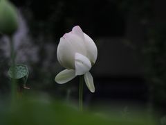 -莫愁湖公园