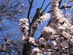 -桃花堤公园