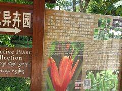 -中国科学院西双版纳热带植物园