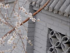-桃花堤公园